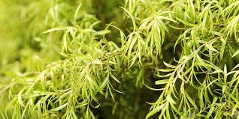 روغن درخت چای ۱۴۰۴: معجزه طبیعت برای جوش، قارچ و شوره